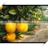 Navel Orange From Original With Best Price