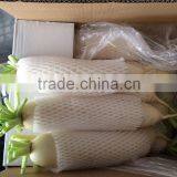 Fresh Chinese White Radish on Sale thumbnail-1
