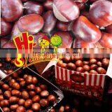 Wholesale Chestnut Fresh Chinese Chestnut thumbnail-2