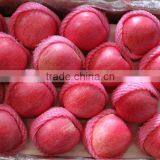 88# Qinguan Apple thumbnail-3