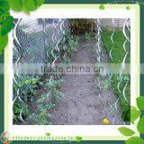 Tomato Plant Spiral Support Stakes thumbnail-4