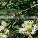 Cajeput Oil thumbnail-2