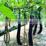 Vegetables Bundling Rope thumbnail-4