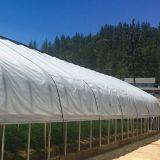 Agricultural Used Anti-uv pe Material Tunnel Greenhouse Film for Sale thumbnail-4