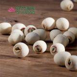 Lotus Seed Lotus Nut Lotus Kernel Dried Grinding White Lotus Seed With Core Plumule