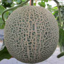 Cantaloupe Chinese Musk Round Shape Melon Seeds for Sale thumbnail-2