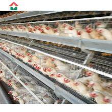 China Made Commercial Chicken House Used thumbnail-3