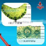 Zea Stem TS Corn Stem Prepared Slides thumbnail-1