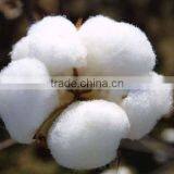 Raw Cotton