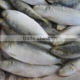 New Fresh 80-100g Frozen Sardine Bait thumbnail-1