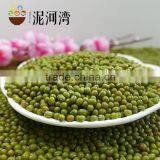 sprouting green mung bean M.C 2016 crop
