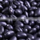 HPS black kidney bean 2012 crop