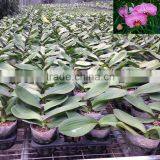 Colorful Phalaenopsis Seedling 5-8 Leaves in 3.5 Inch Pot for Exporting thumbnail-2