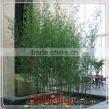 LF092505 Artificial Plants Artificial Bamboo Plant/aquarium Decoration Bamboo Chinese Bamboo Plant thumbnail-1