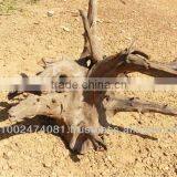 Reclaim Tree Roots thumbnail-1