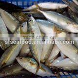 Whole Round Frozen Indian Mackerel Fish thumbnail-3