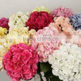 Stable Supplying Hawaiian Purchase Scrapbooking Prima Flowers