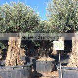 Olive Tree Olea Europaea Bonsai thumbnail-4