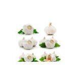 Garlic-2012 Pure White Garlic thumbnail-1