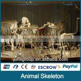 JLDF-G-0025 Replica Animal Skeleton For Sale