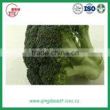 Bulk Packing Fresh Broccoli thumbnail-2