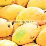 100% Fesh Chunsa Mango thumbnail-1