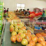 Citrus Fruits New Crop Wholesale Prices of Pomelo thumbnail-6