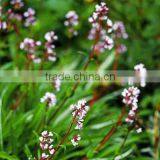 Nardostachys Grandiflora