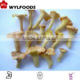 2015 IQF High Quality Frozen Wild Chanterelles thumbnail-2