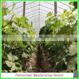 Plastic Film Commercial Greenhouses for Sale With Arched Type thumbnail-5