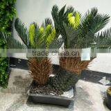HX20170416 Mini Potted Cycad Tree for Decoration thumbnail-1