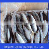 Frozen IQF Horse Mackerel thumbnail-2