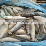 Land Frozen Pacific Mackerel for Canning,Lamp Catching Scomber Japonicus for Canned Fish thumbnail-1