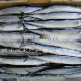 live fresh saury in can