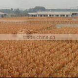 Guangxi Nanning Mailan Import & Export Co., Ltd. company overview - view 2 thumbnail