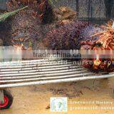 Cycas Revoluta 1m Washing thumbnail-1