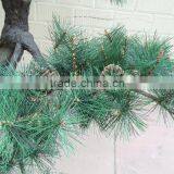 Artificial Artist Pine Tree Branch for Pine Tree thumbnail-5