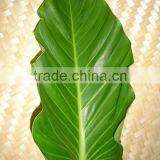 Thailand Top Quality F-001 Philodrodren Foliage thumbnail-1