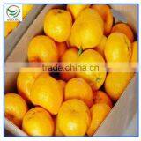2013 Newly Harvest Satsuma Mandarin thumbnail-5