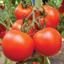 Bright Red Hybrid Tomato Seeds Israel Bonbon Vegetable Seeds thumbnail-3