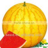 Golden Princess Planting Seedless Watermelon Seed thumbnail-1