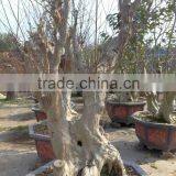 Outdoor Plants Lagerstroemia Indica L. thumbnail-4