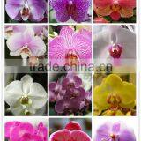 Colorful Phalaenopsis Seedling 5-8 Leaves in 3.5 Inch Pot for Exporting thumbnail-3