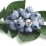 Blueberry Extract thumbnail-1