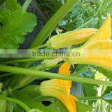 LATIFAH F1 Hybrid Squash Seeds thumbnail-4