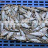 Good Quality Fish Meal Low Price,origin China thumbnail-6
