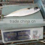 Frozen Pacific Mackerel New Fish Pacific Mackerel Good Quality thumbnail-2