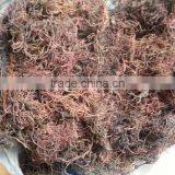 Gracilaria, Eucheuma Spinosum And Eucheuma Cottoni Seaweeds thumbnail-5