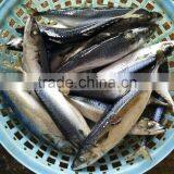 Seafood Sea Frozen Mackerel W/R thumbnail-1