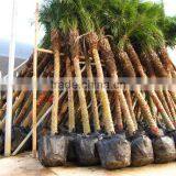 Phoenix Roebelenii thumbnail-5